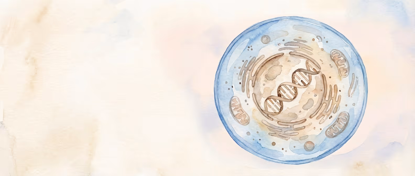 Watercolour illustration representing prenatal screening process at London Pregnancy Clinic, illustration by SMART NT