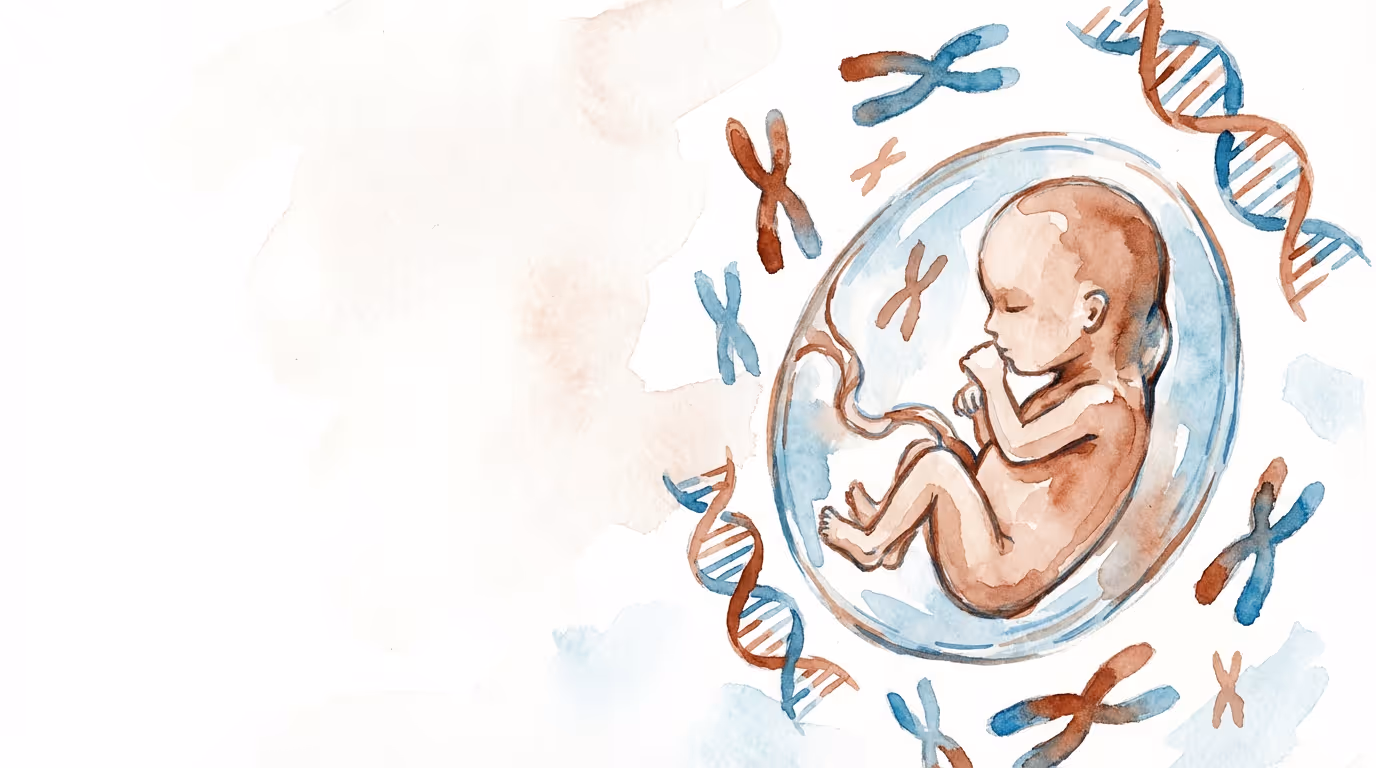 Watercolour illustration of fetus with chromosomal elements representing prenatal genetic screening, illustration by SMART NT